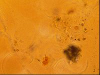 Testechiniscus laterculus image