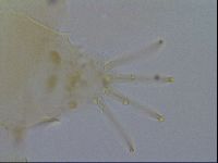 Testechiniscus laterculus image