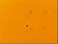 Testechiniscus laterculus image