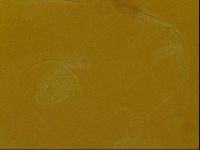 Testechiniscus laterculus image