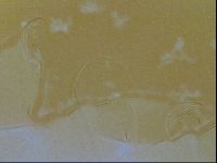 Testechiniscus laterculus image
