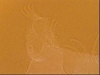 Testechiniscus laterculus image