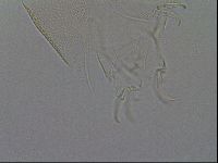 Testechiniscus laterculus image