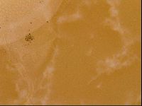 Testechiniscus laterculus image