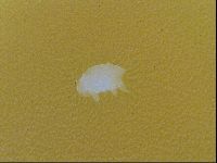 Testechiniscus laterculus image