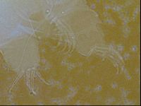 Testechiniscus laterculus image