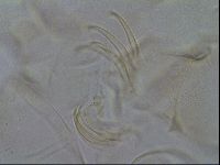 Testechiniscus laterculus image
