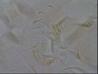 Testechiniscus laterculus image
