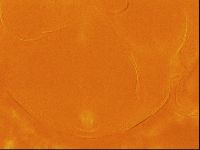 Testechiniscus laterculus image