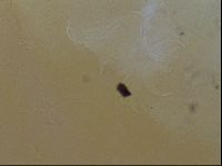 Testechiniscus laterculus image