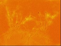 Testechiniscus laterculus image