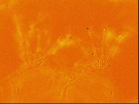 Testechiniscus laterculus image