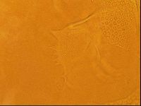 Testechiniscus laterculus image