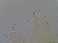 Testechiniscus laterculus image