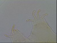 Testechiniscus laterculus image