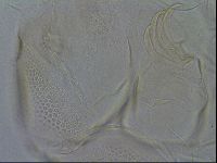 Testechiniscus laterculus image