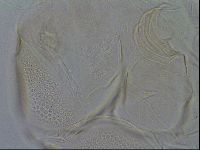 Testechiniscus laterculus image