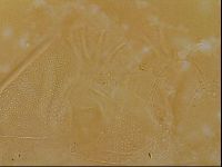 Testechiniscus laterculus image