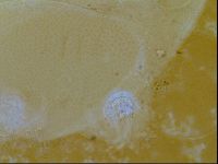 Testechiniscus laterculus image
