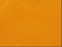 Testechiniscus laterculus image