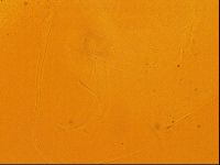 Testechiniscus laterculus image