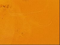 Testechiniscus laterculus image