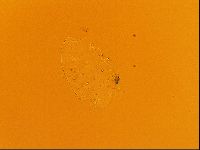 Testechiniscus laterculus image