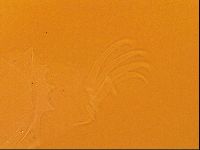 Testechiniscus laterculus image