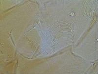 Testechiniscus laterculus image
