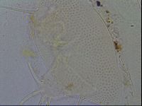 Testechiniscus laterculus image