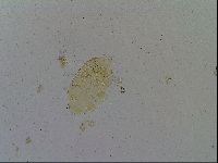 Media resource of Testechiniscus laterculus