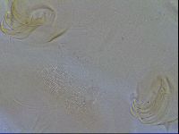 Testechiniscus laterculus image