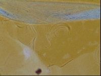 Testechiniscus laterculus image