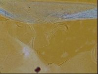 Testechiniscus laterculus image