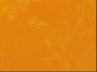 Testechiniscus laterculus image