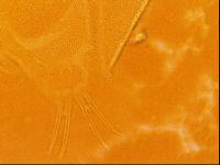 Testechiniscus laterculus image