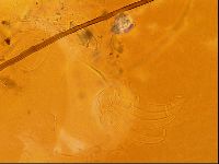 Testechiniscus laterculus image