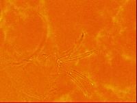 Testechiniscus laterculus image