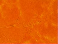 Testechiniscus laterculus image