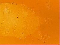 Testechiniscus laterculus image