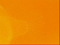 Testechiniscus laterculus image