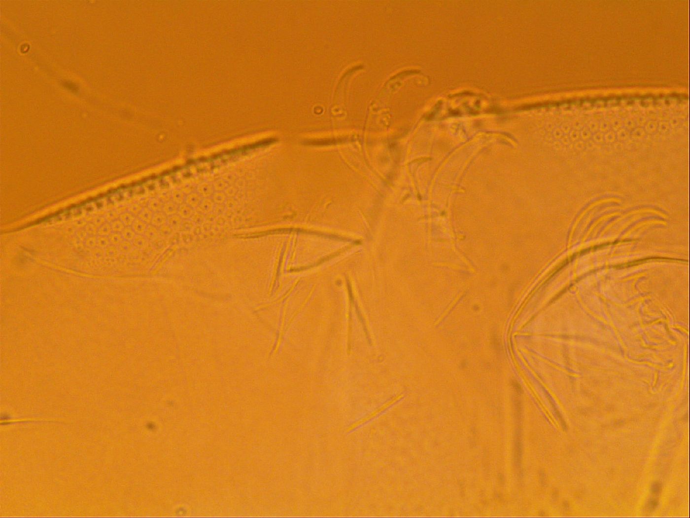 Testechiniscus image