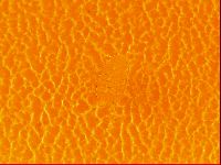 Testechiniscus laterculus image