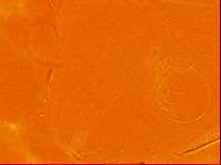 Testechiniscus laterculus image