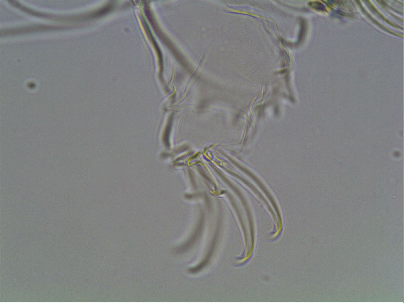 Testechiniscus laterculus image