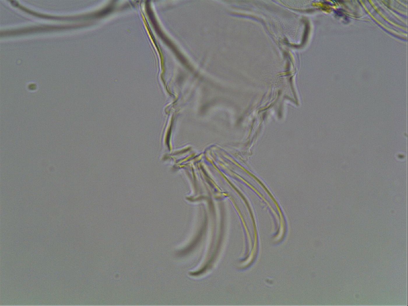Testechiniscus laterculus image