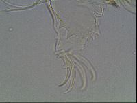 Testechiniscus laterculus image