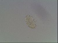 Testechiniscus laterculus image