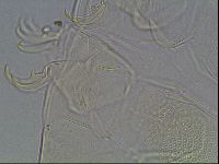 Testechiniscus laterculus image