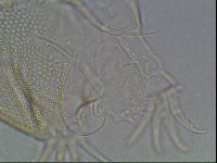 Testechiniscus laterculus image